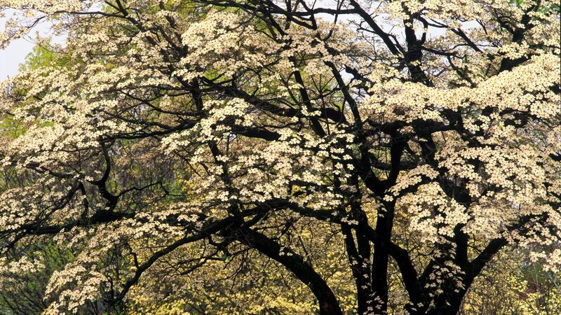 Blooming dogwood tree