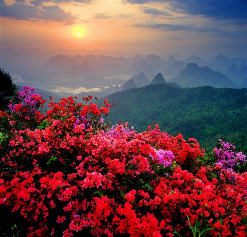 Blooming Flowers on Mountain