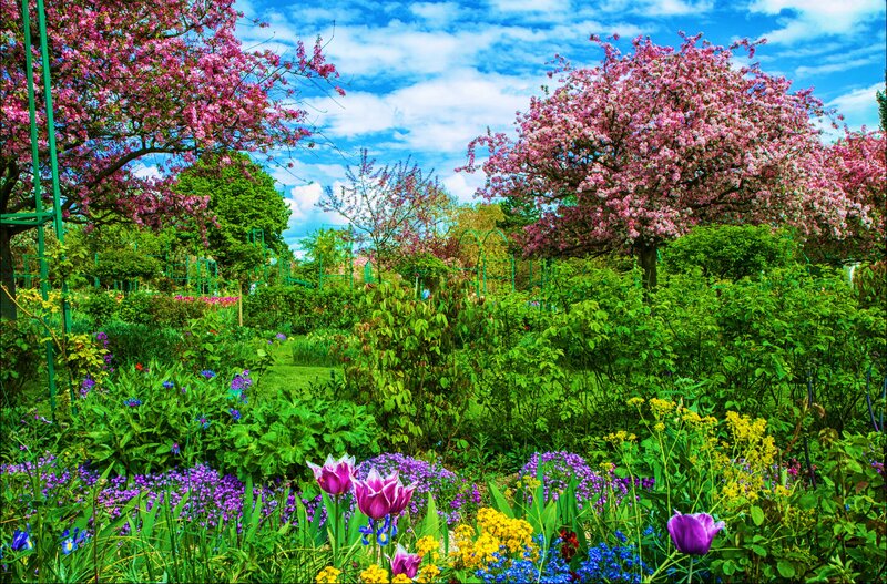 Blooming Garden with Tulips