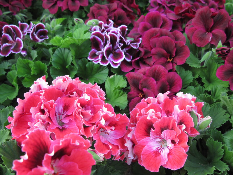 Blooming Geranium Flowers