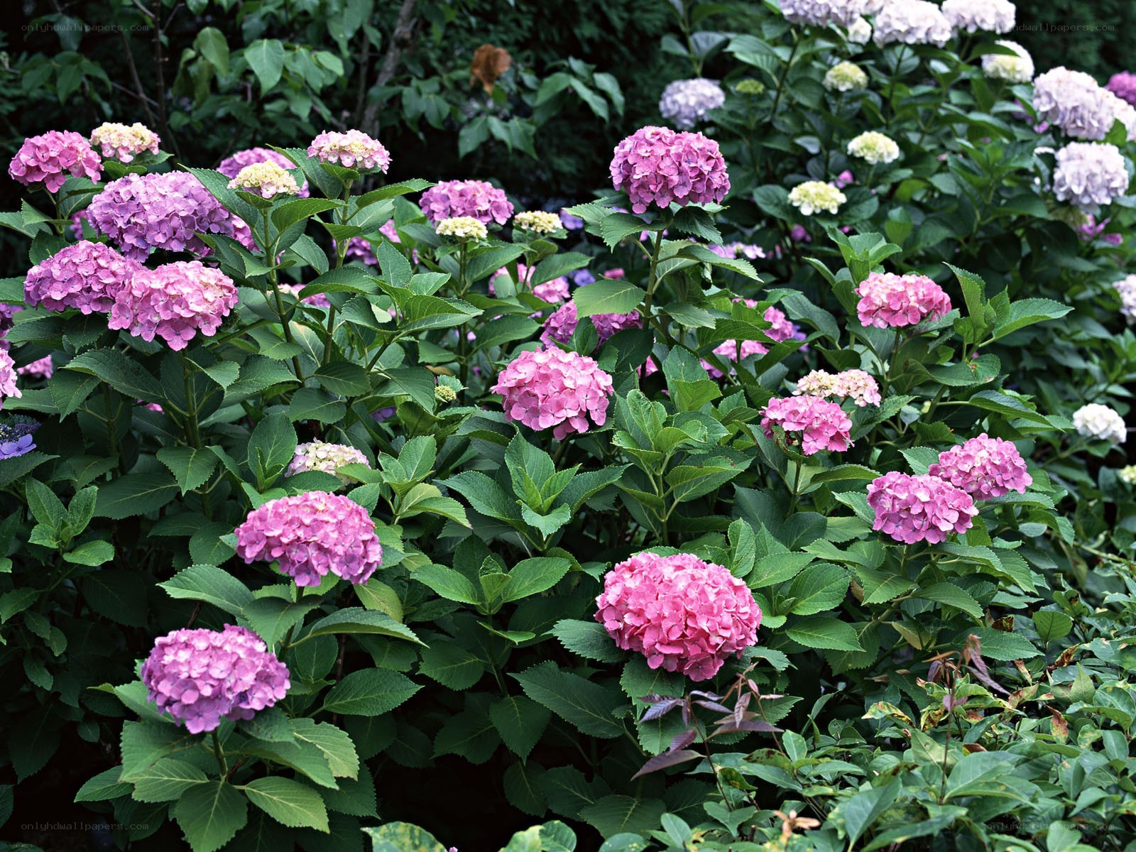 blooming hydrangea flowers