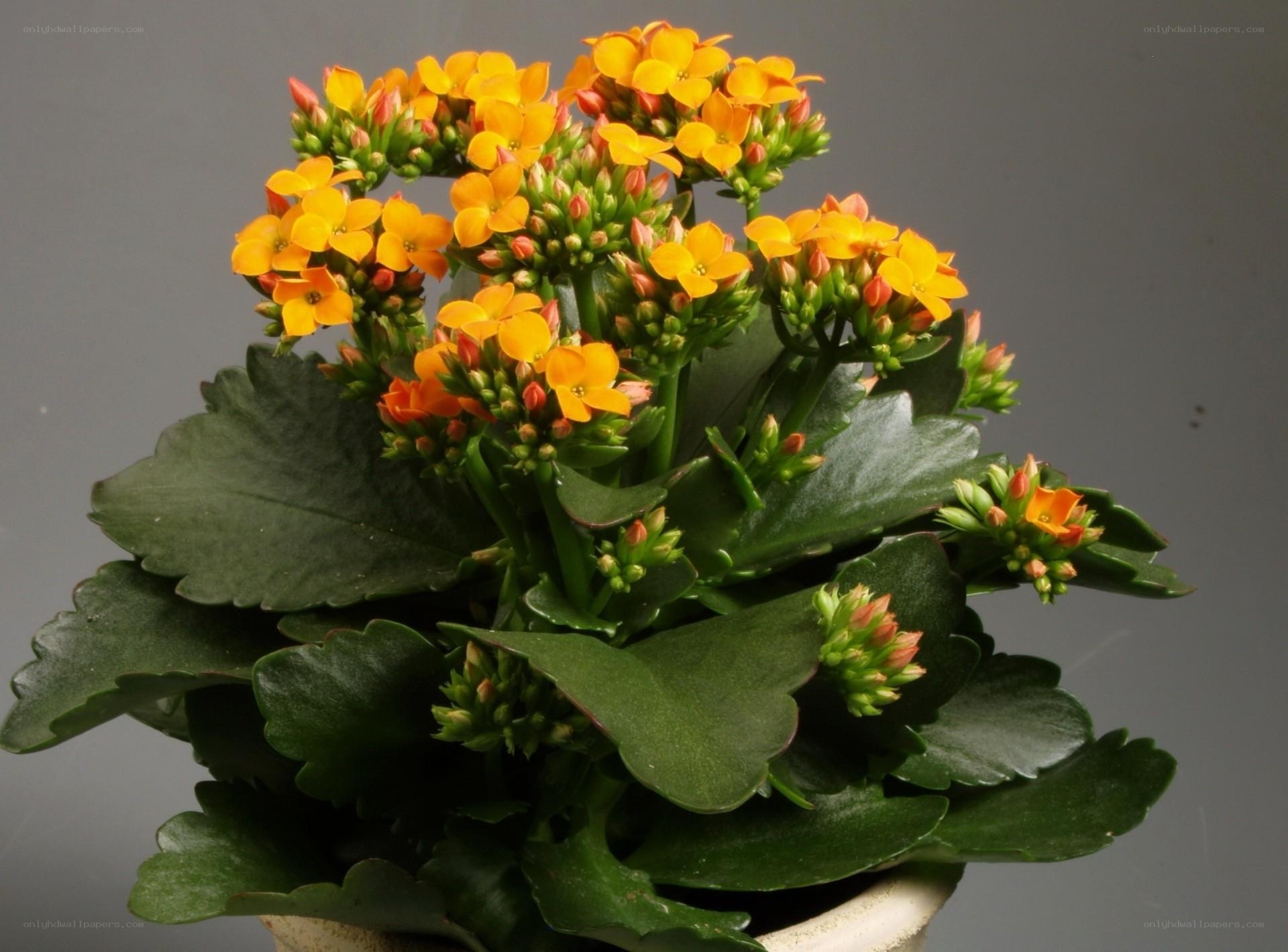 blooming kalanchoe plant