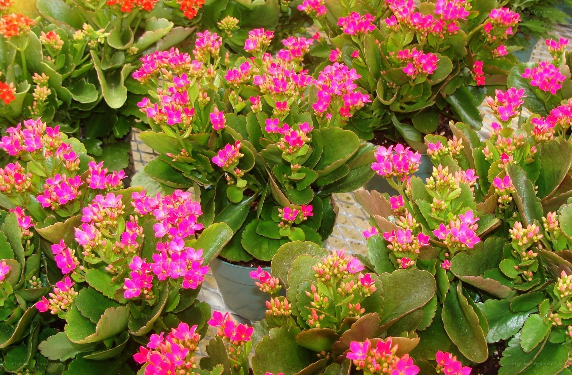 blooming kalanchoe plants