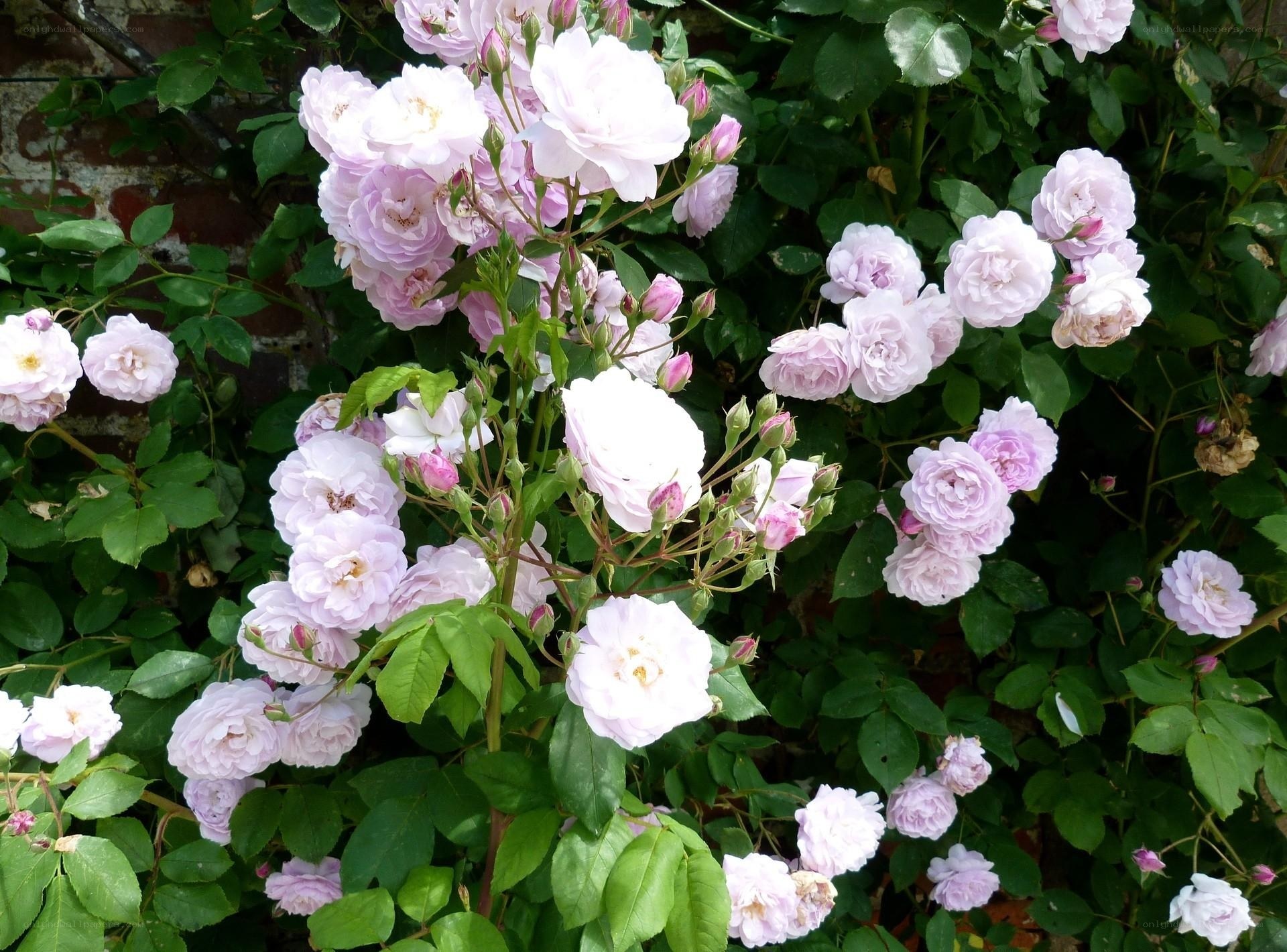 blooming light pink roses