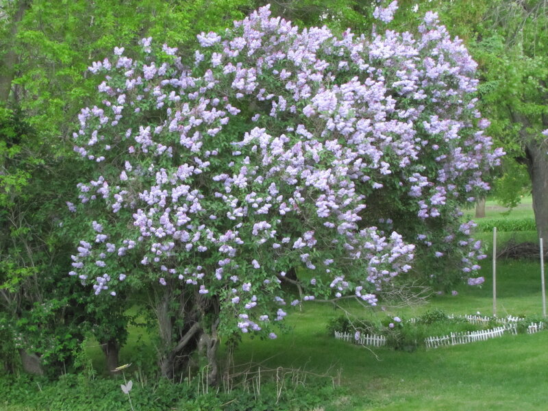 Blooming Lilac Bush — Purple