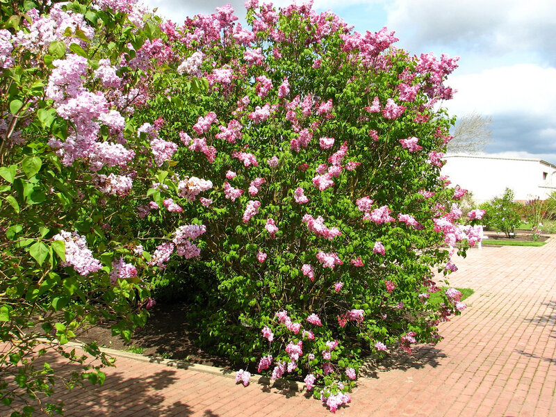 Blooming Lilac Bush