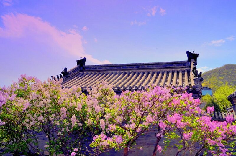 Blooming Lilac Trees