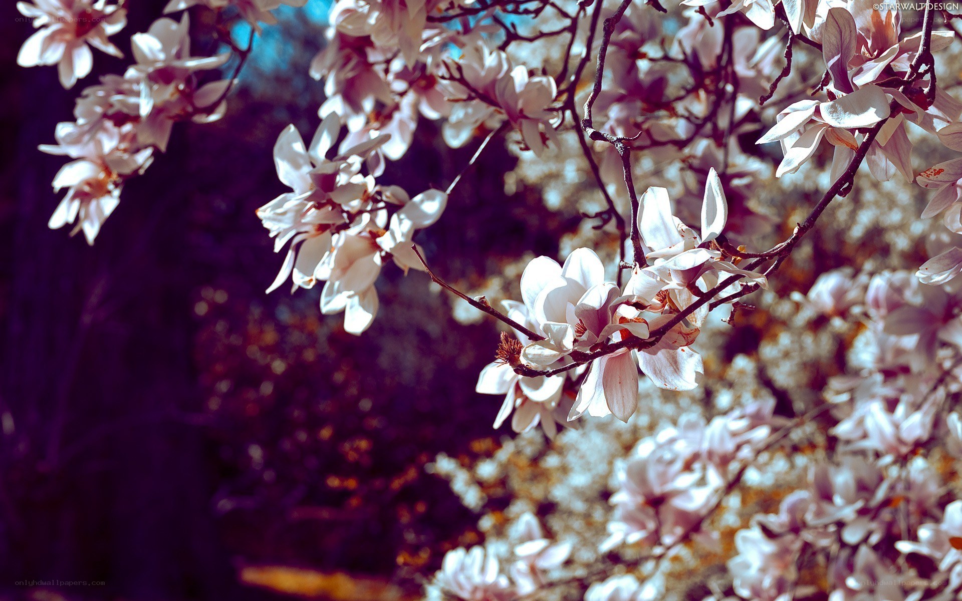 Blooming magnolia branches