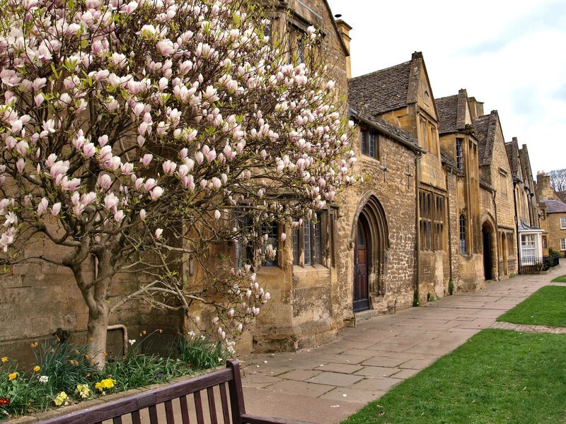 Blooming magnolia by historic buildings