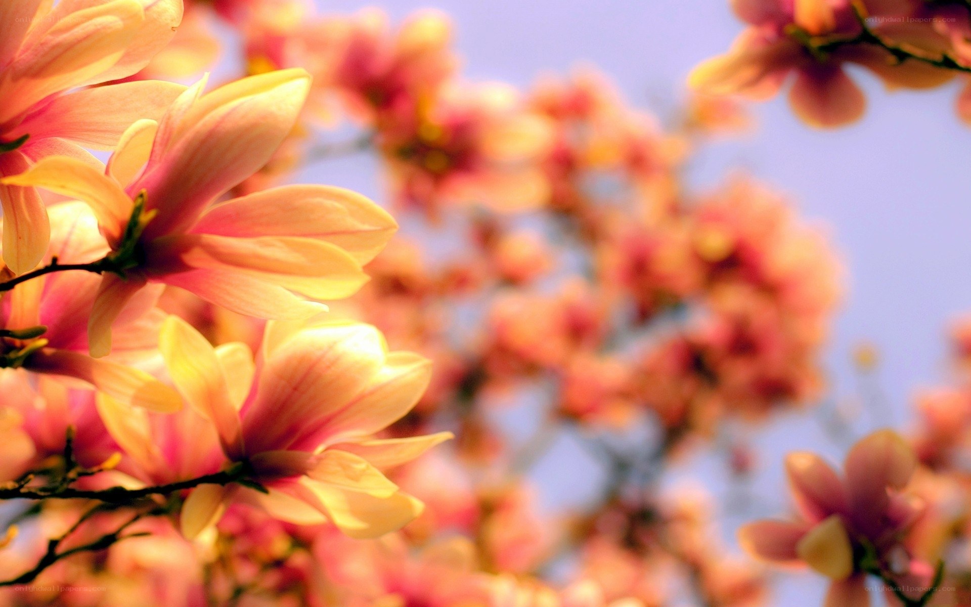 blooming magnolia flowers