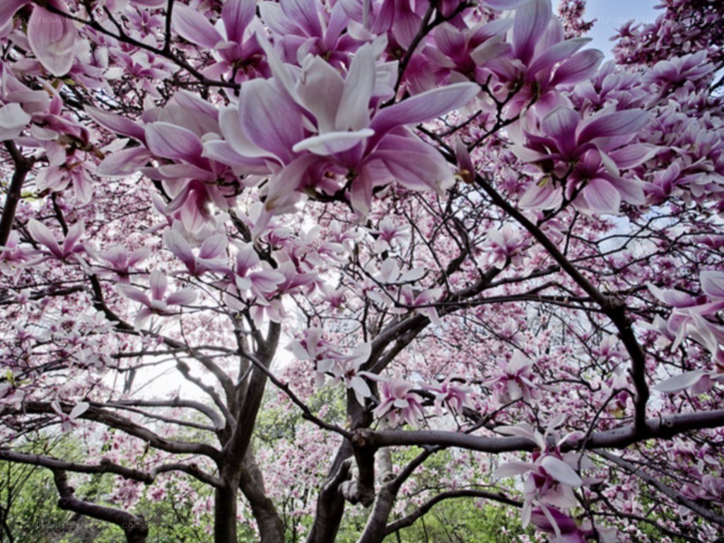blooming magnolia tree