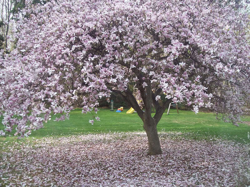blooming magnolia tree