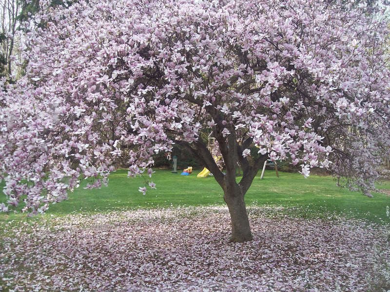 blooming magnolia tree