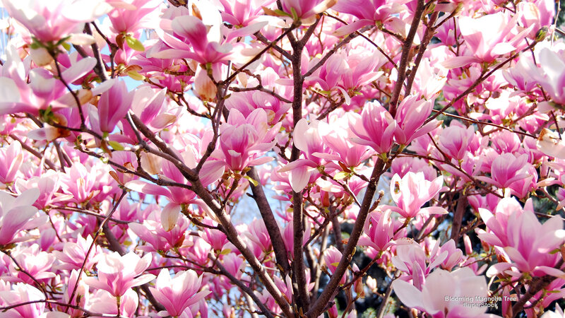Blooming Magnolia Tree — Pink, Serene, Spring, Photograph