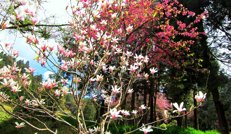 Blooming Magnolia Tree — Pink, Serene, Spring