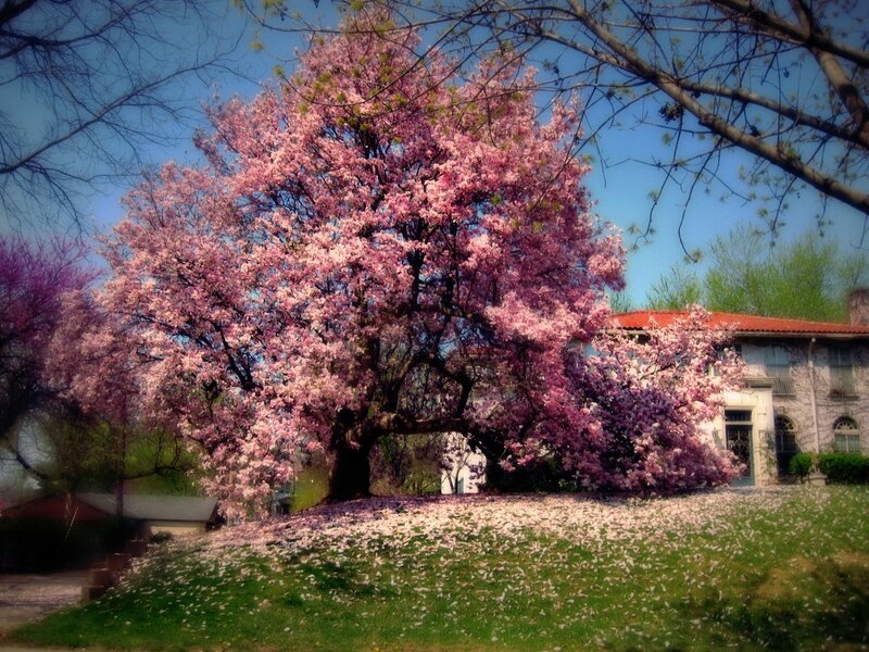 Blooming Magnolia Tree — Pink, Serene