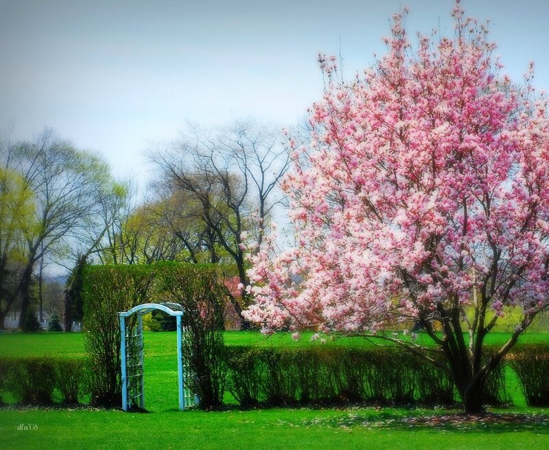 Blooming Magnolia Tree — Pink