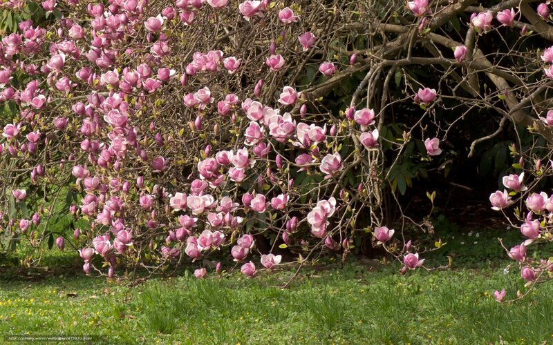 blooming magnolia tree