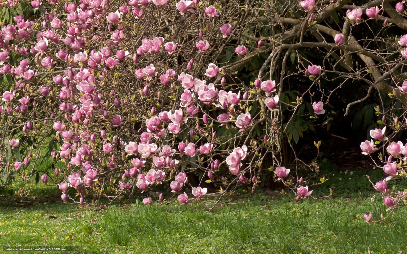 blooming magnolia tree
