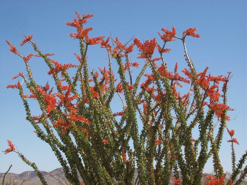 blooming ocotillo plant