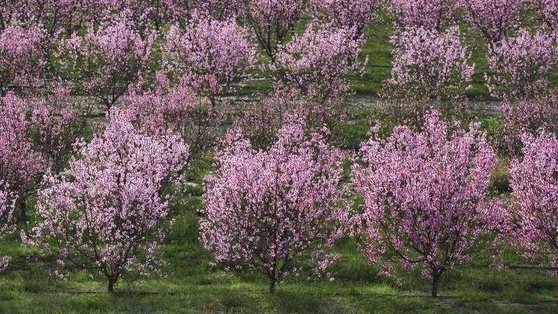 blooming orchard trees