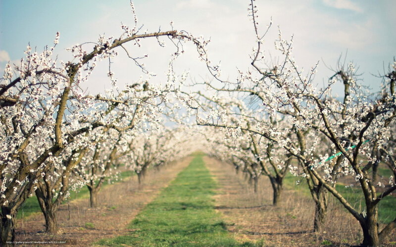 Blooming Orchard Trees — White