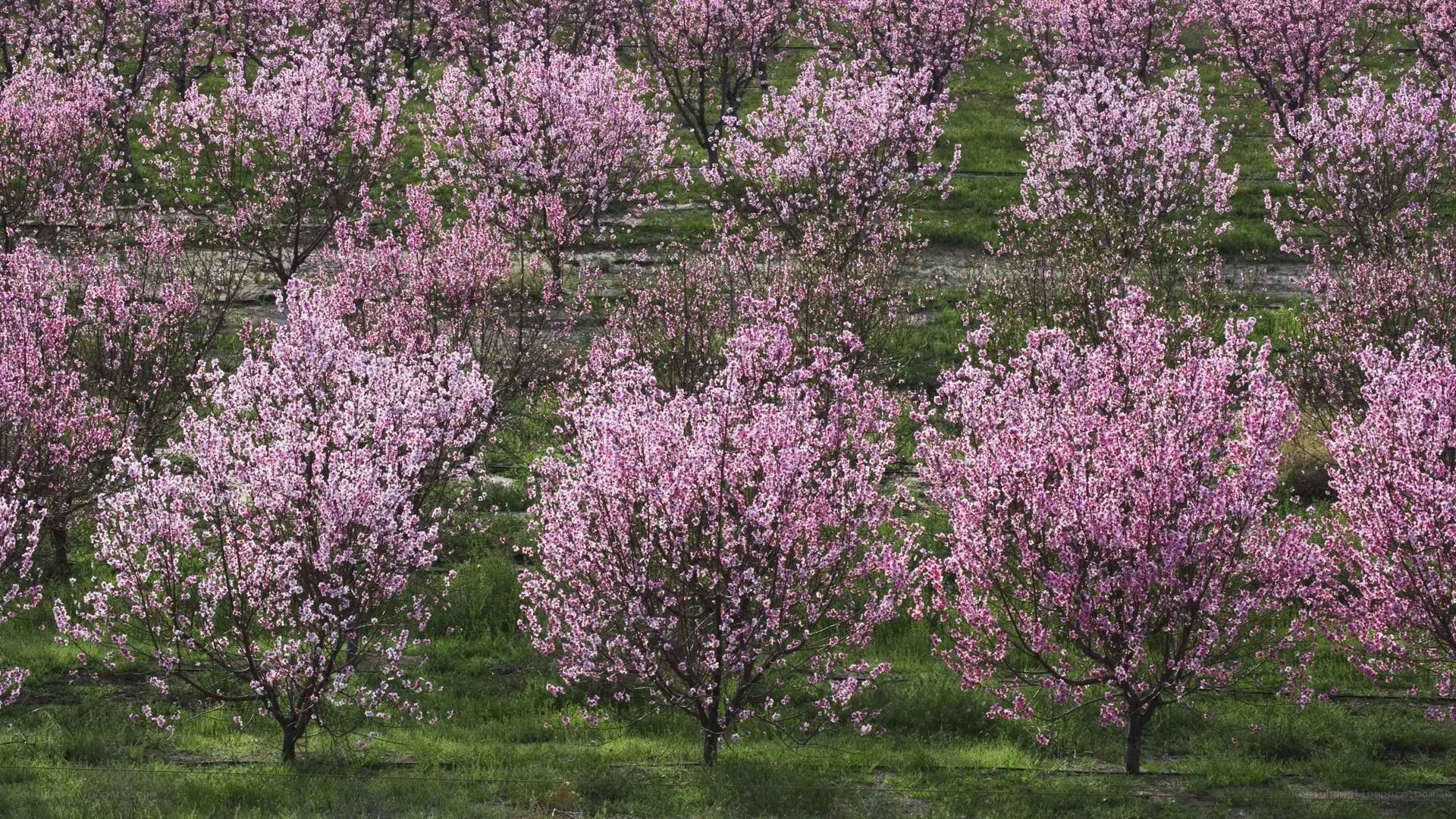 blooming orchard trees