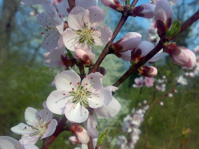 blooming peach blossoms