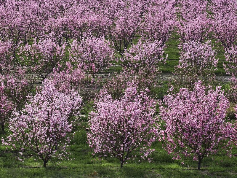 Blooming Peach Trees — Pink