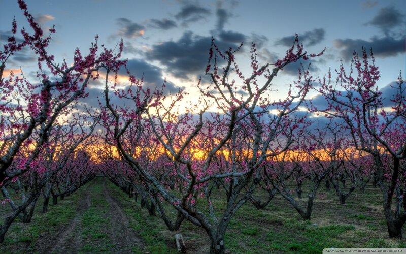 Blooming Peach Trees