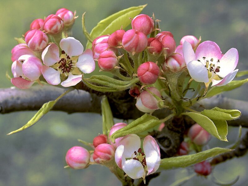 blooming pear blossoms