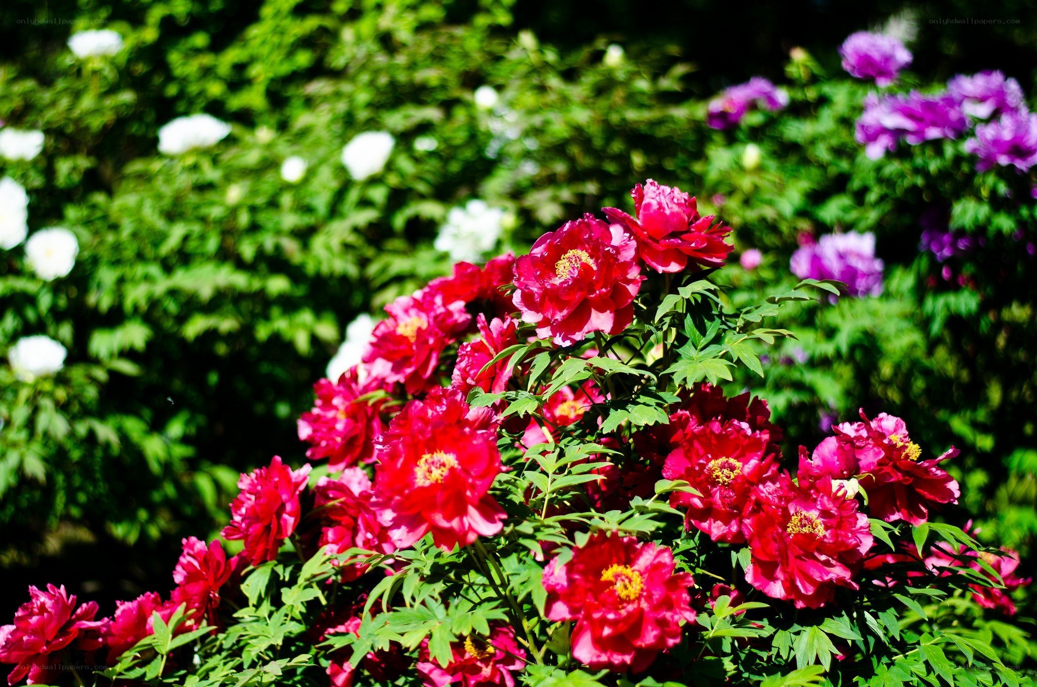 blooming peony flowers