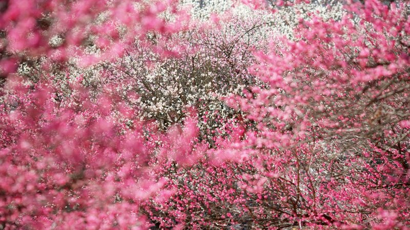 blooming pink and white flowers