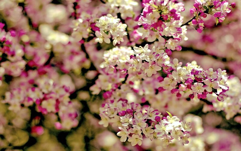 blooming pink and white flowers