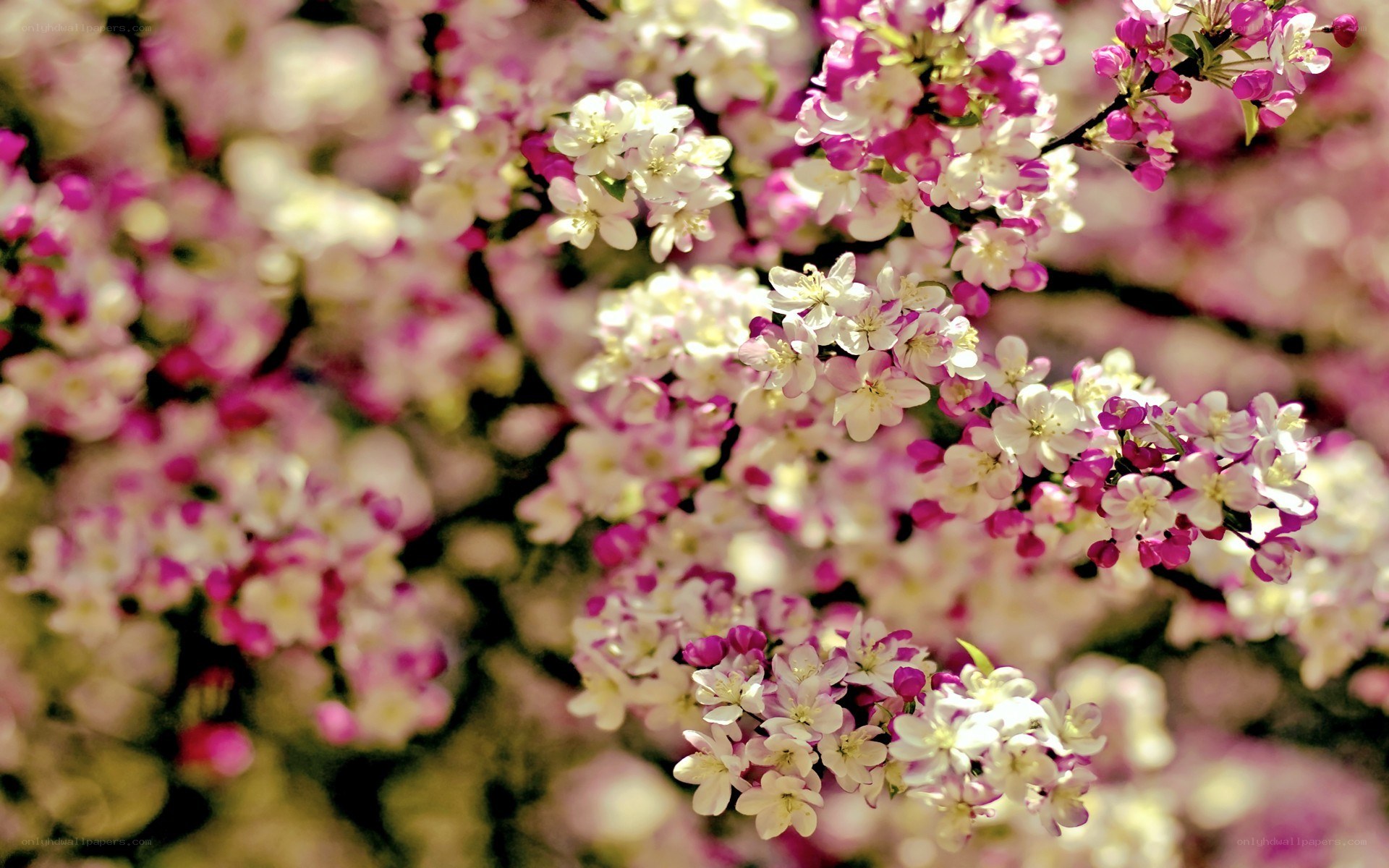 blooming pink and white flowers