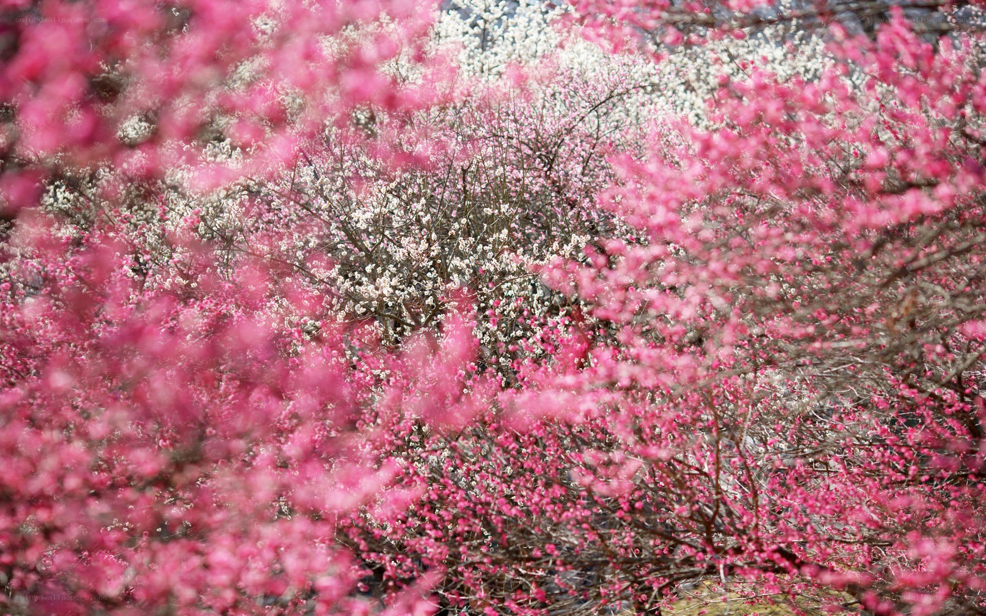 Blooming pink and white trees