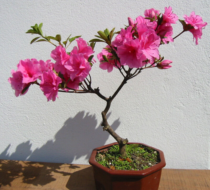 blooming pink azalea bonsai