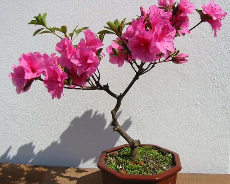 blooming pink azalea bonsai