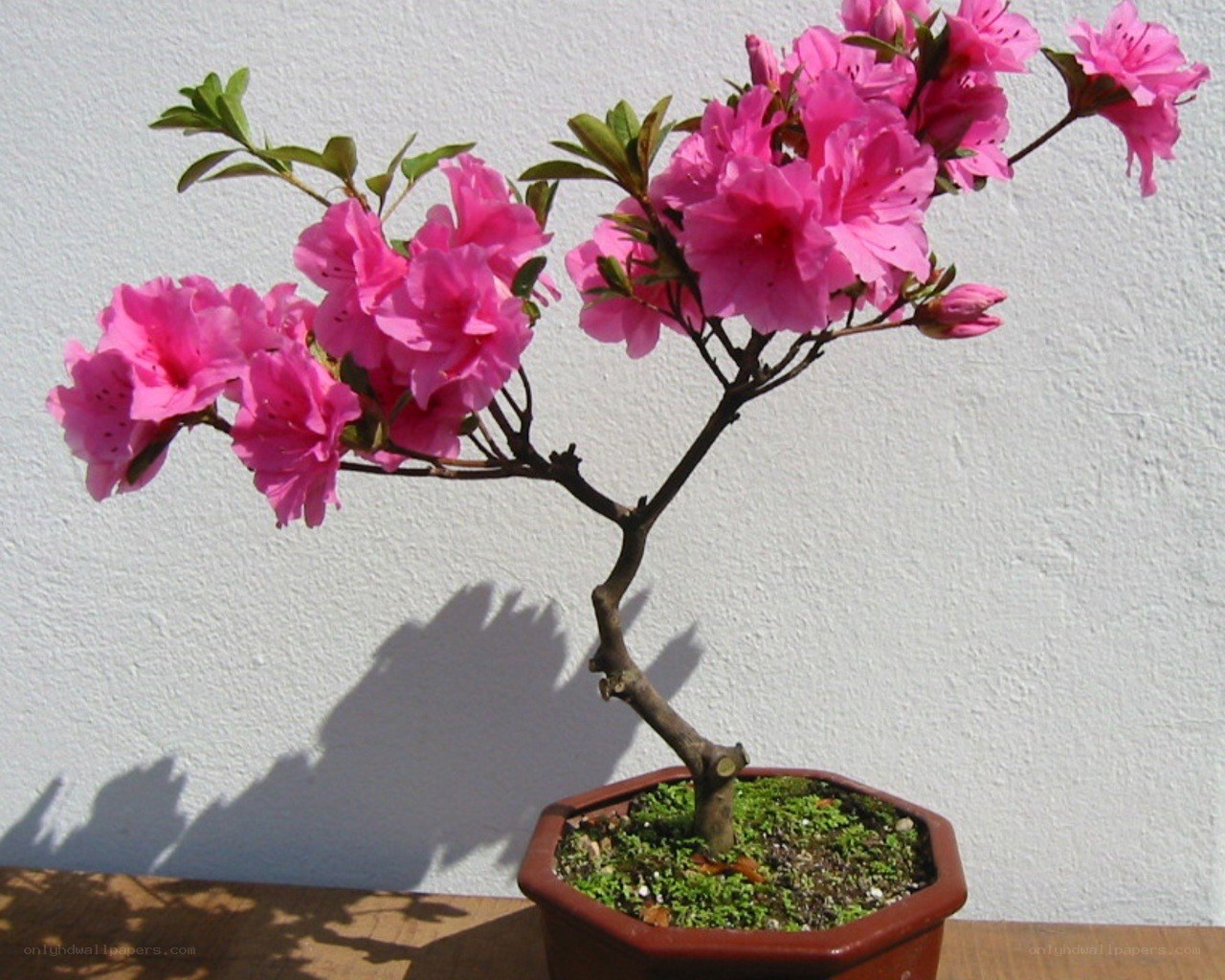 blooming pink azalea bonsai