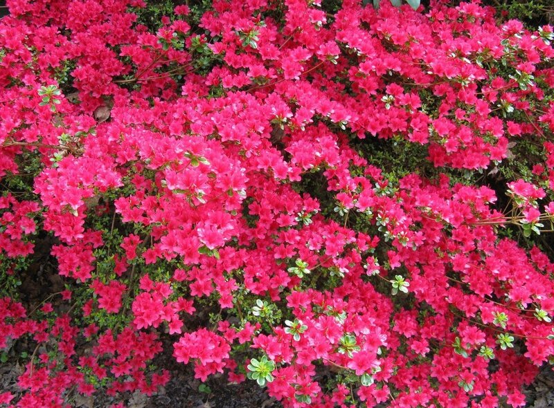 Blooming Pink Azaleas