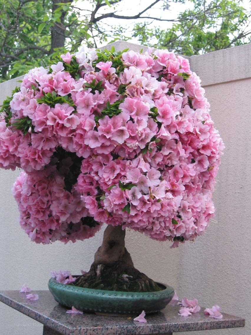 blooming pink bonsai tree