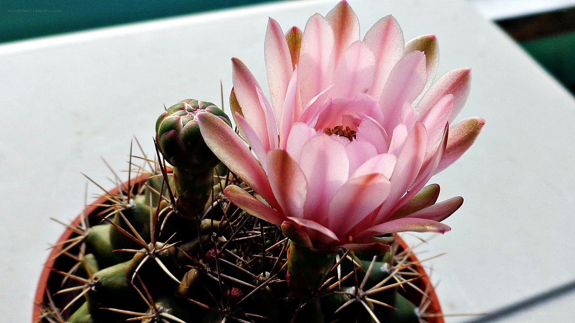 blooming pink cactus flower
