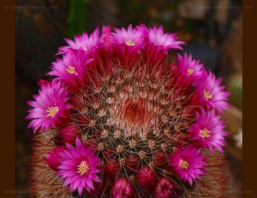 blooming pink cactus flower