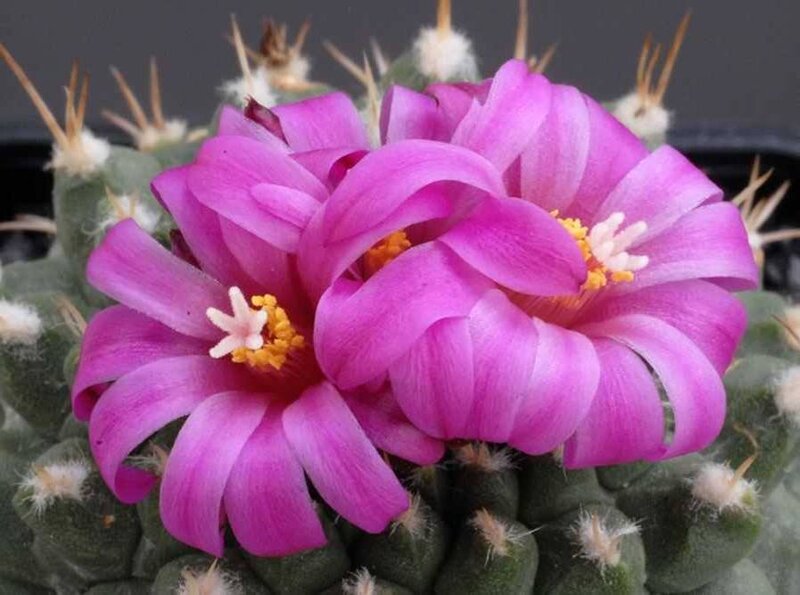 blooming pink cactus flower
