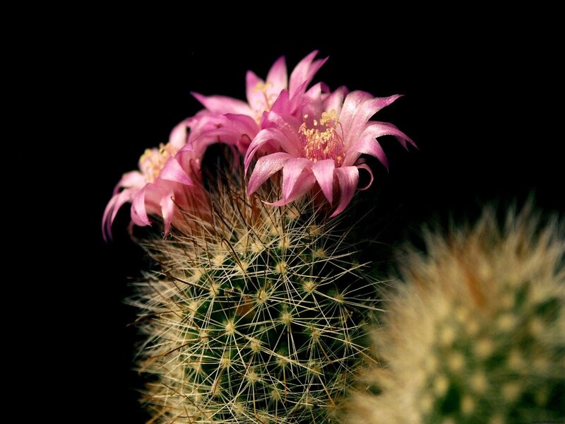 blooming pink cactus flower
