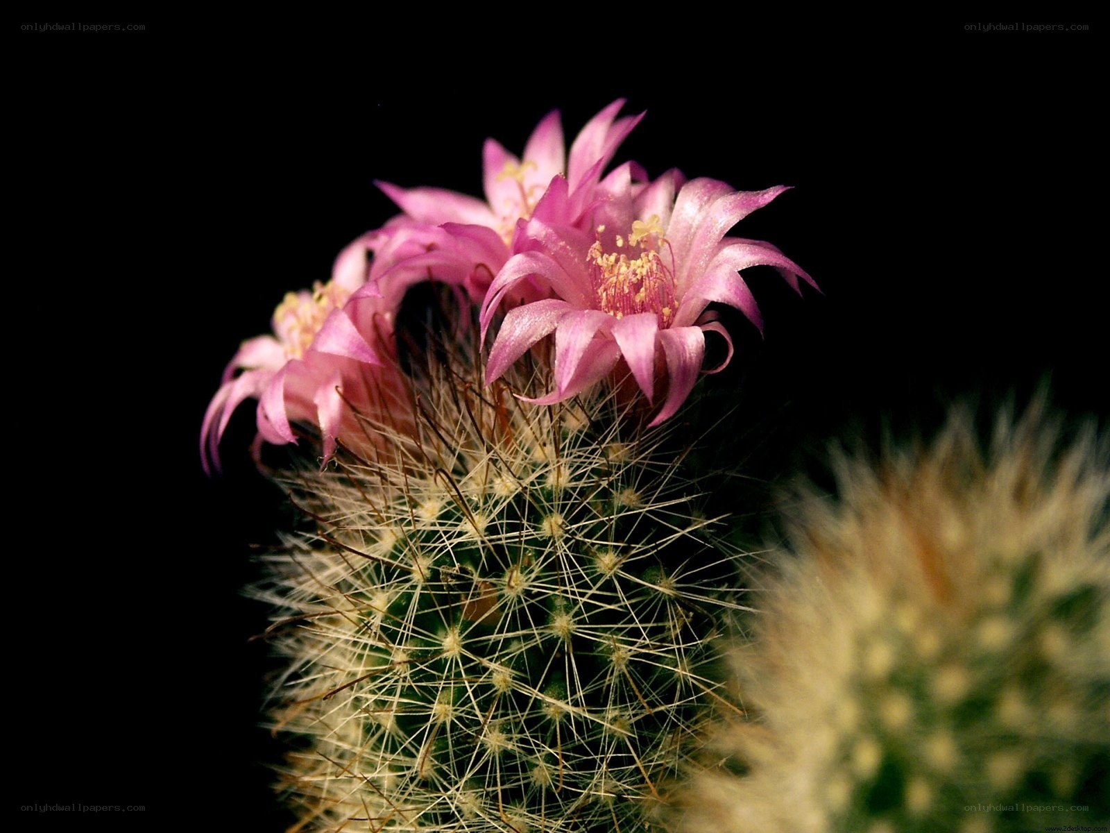 blooming pink cactus flower
