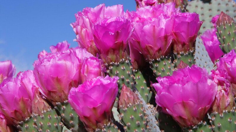 blooming pink cactus flowers