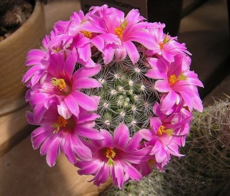 Blooming Pink Cactus