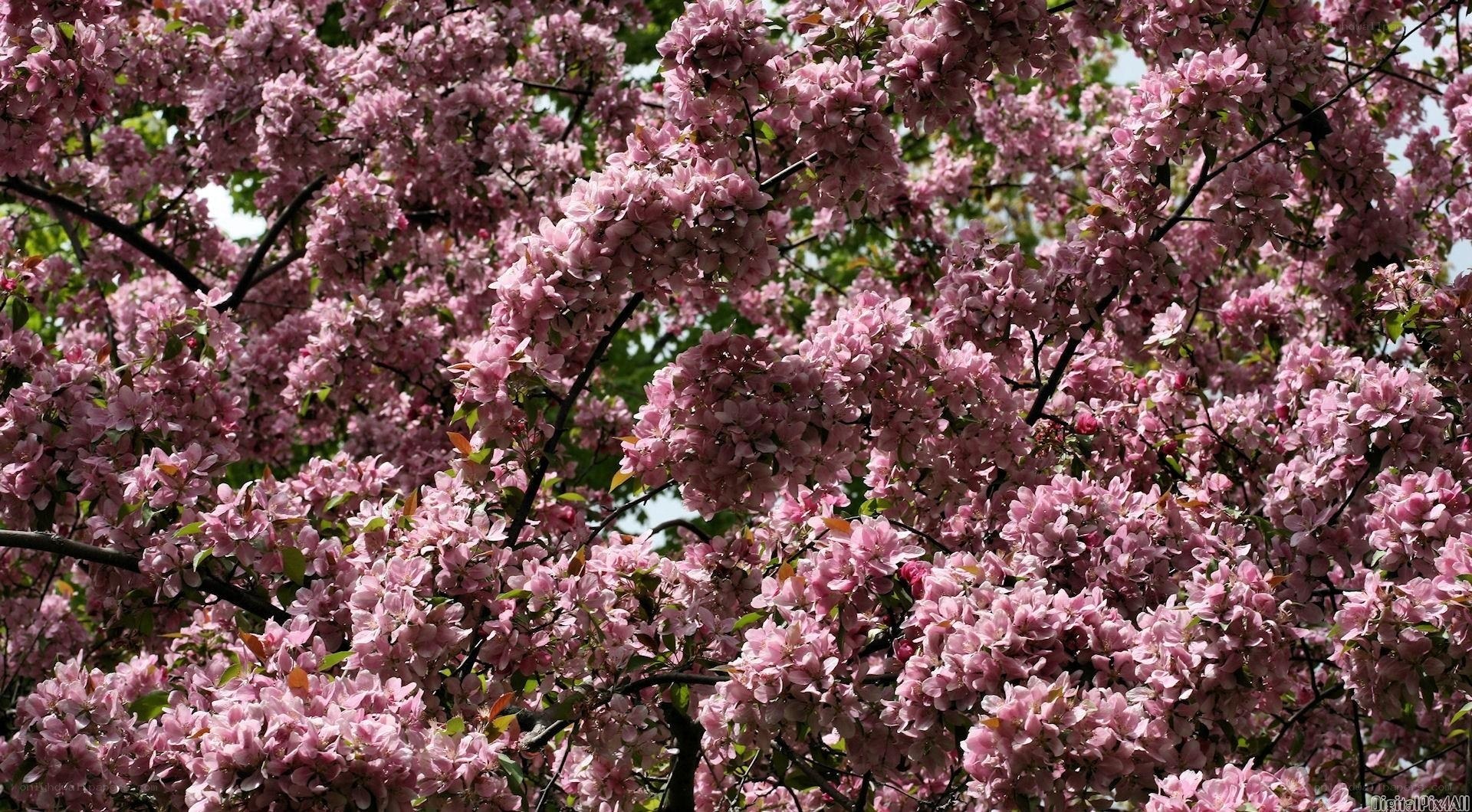 Blooming pink cherry blossoms
