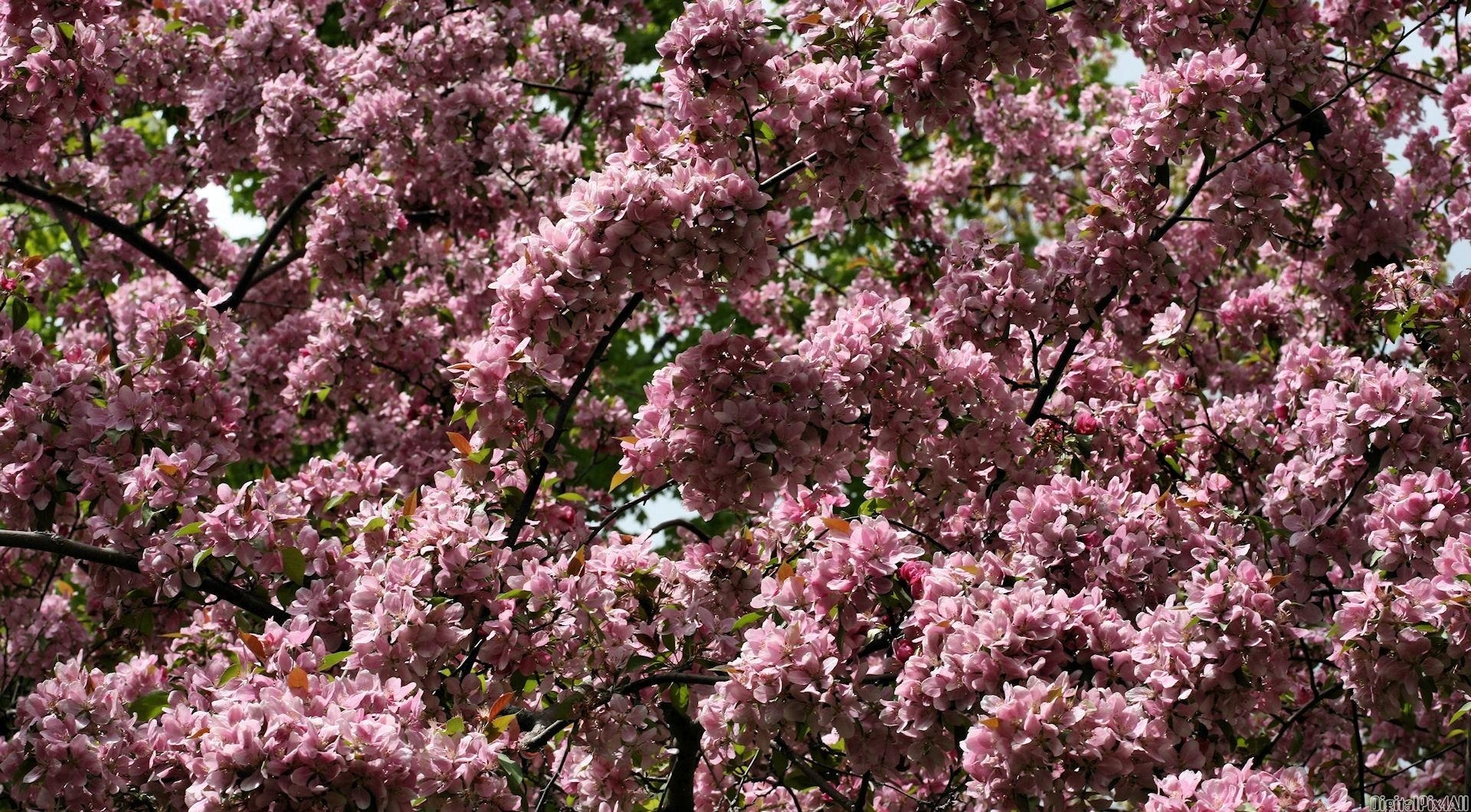 Blooming pink cherry blossoms